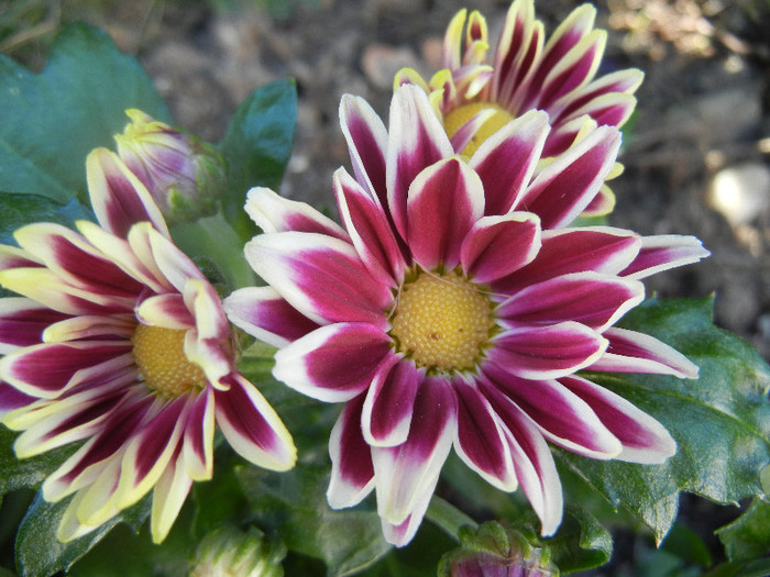 Purple & White Chrysanth (2012, Aug.14) - Purple White Chrysanthemum