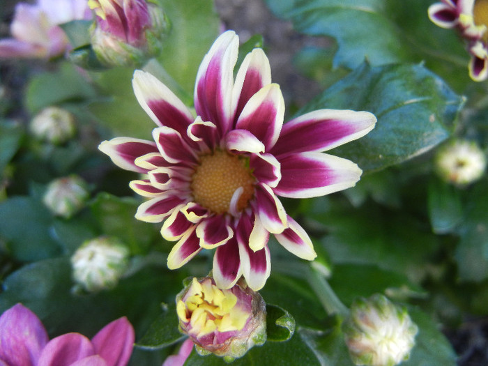 Purple & White Chrysanth (2012, Aug.14) - Purple White Chrysanthemum