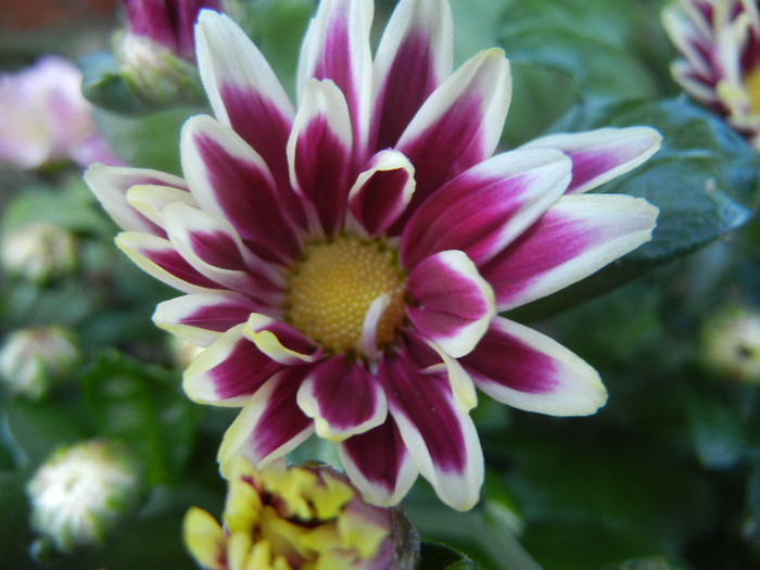 Purple & White Chrysanth (2012, Aug.15) - Purple White Chrysanthemum