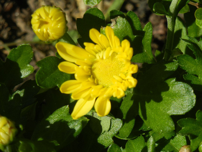 Yellow Chrysanthemum (2012, Aug.14) - Yellow Chrysanthemum