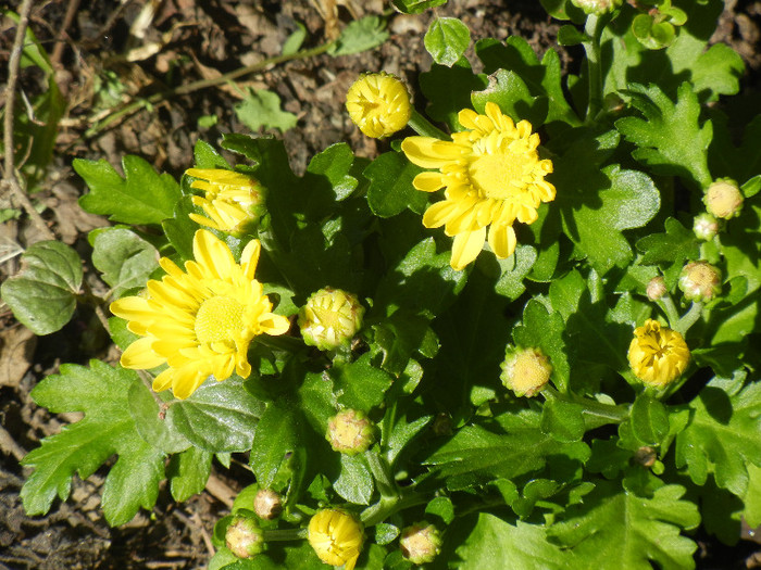 Yellow Chrysanthemum (2012, Aug.14)