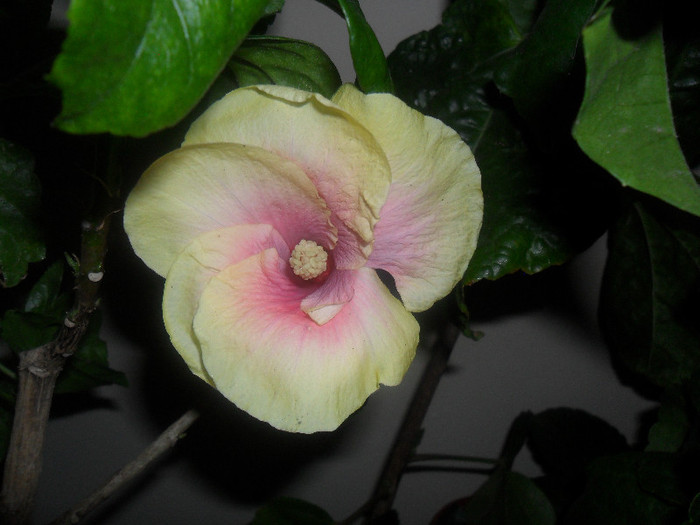 Hibiscus Love - Hibiscus 2012-2