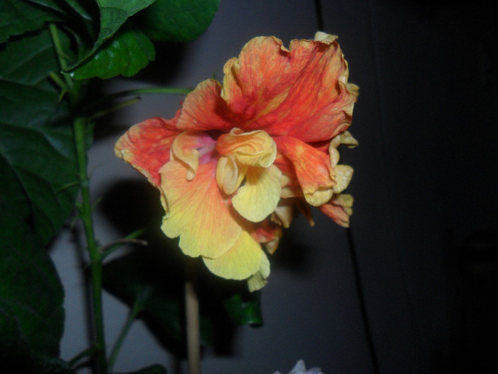Hibiscus Dancing Fire ( boboc) - Hibiscus 2012-2