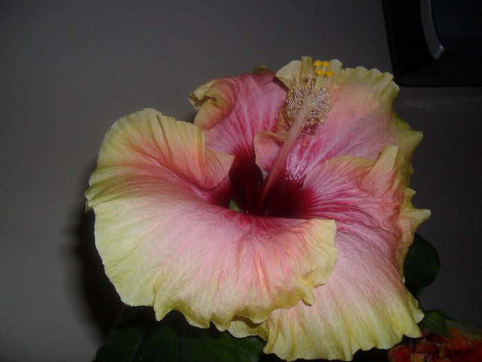 Hibiscus Tahitian Quinn - Hibiscus 2012-2