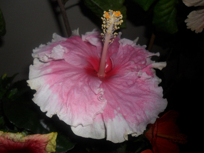 Hibiscus Baby Girl