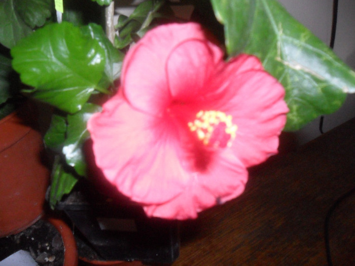 Hibiscus Helene - Hibiscus 2012-2