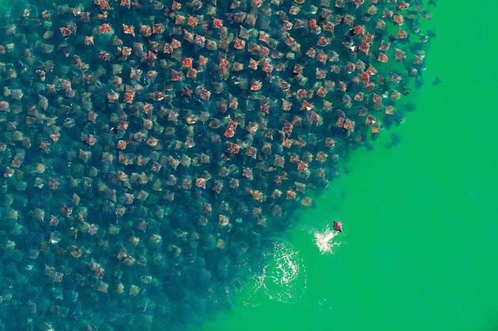 41. Zborul diavolilor de mare - Frumusetea lunii - surprinsa in 50 de imagini