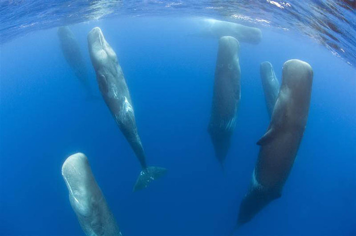 18. Un grup de balene care dorm - Frumusetea lunii - surprinsa in 50 de imagini