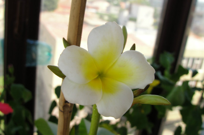  - B-Plumeria-prima floare