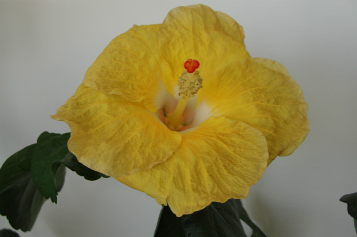 hibiscus Suntan - B-hibiscus de la Gommer 2012