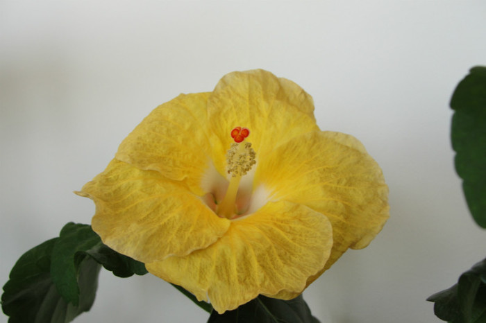  - B-hibiscus de la Gommer 2012