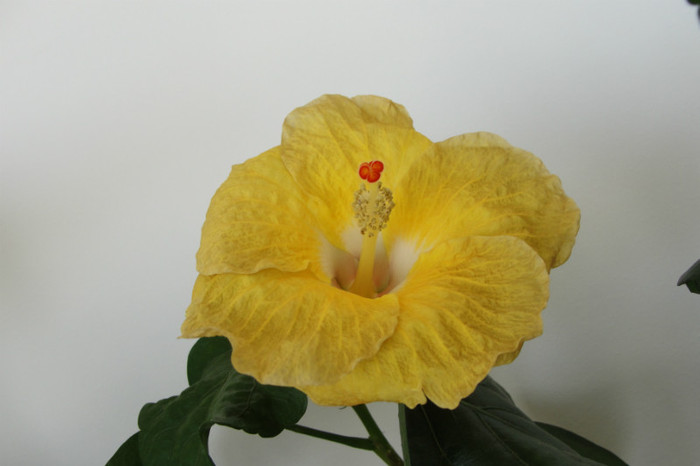 2.08.12 - B-hibiscus de la Gommer 2012