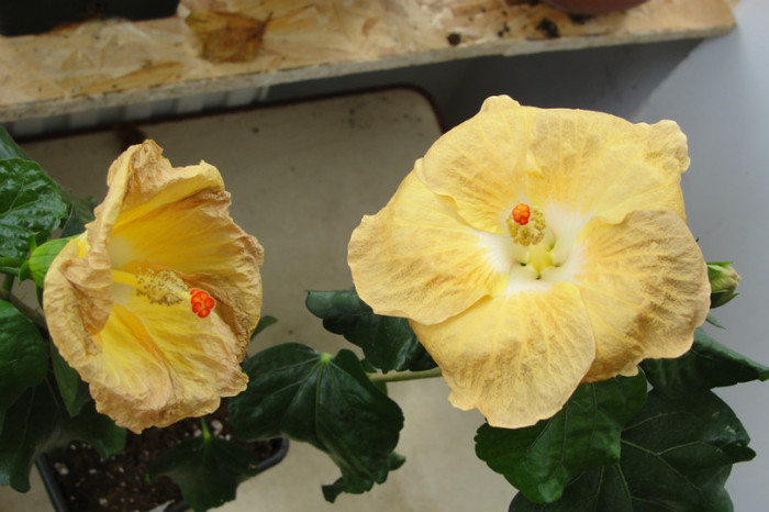 Hibiscus Suntan - B-hibiscus de la Gommer 2012