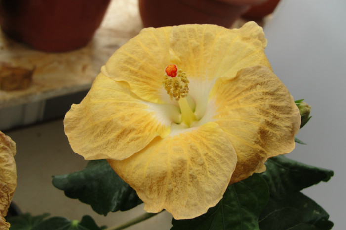 - B-hibiscus de la Gommer 2012