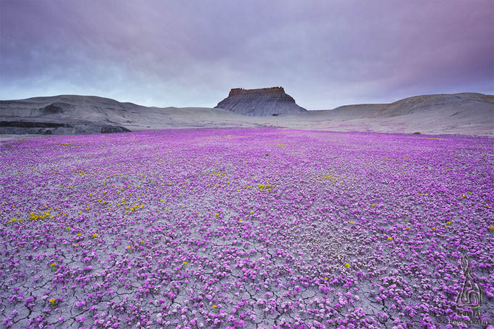 12. Camp cu flori mov - Utah