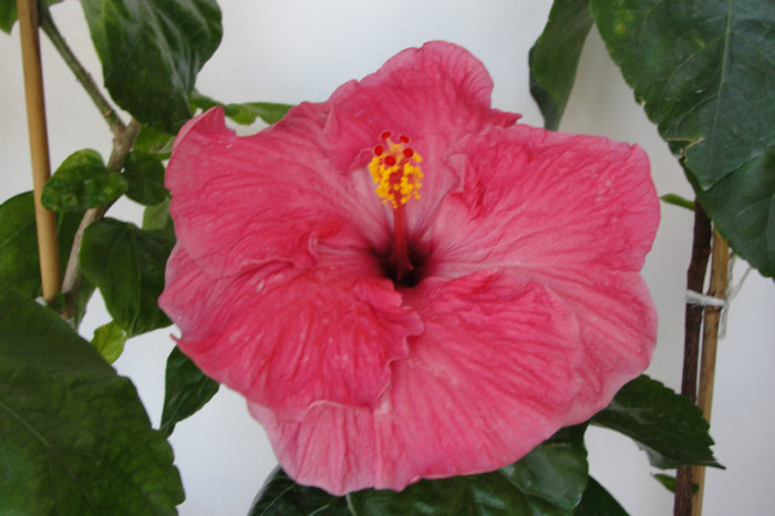 Hibiscus Nice Going - B-hibiscus de la Gommer 2012