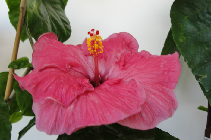  - B-hibiscus de la Gommer 2012