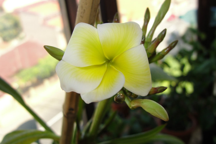  - B-Plumeria-prima floare