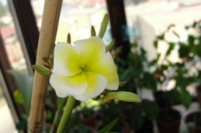  - B-Plumeria-prima floare