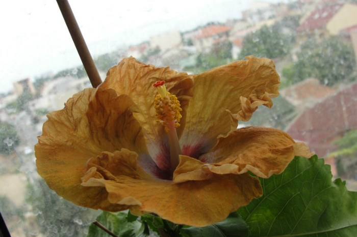 Hibiscus Kattie Jones