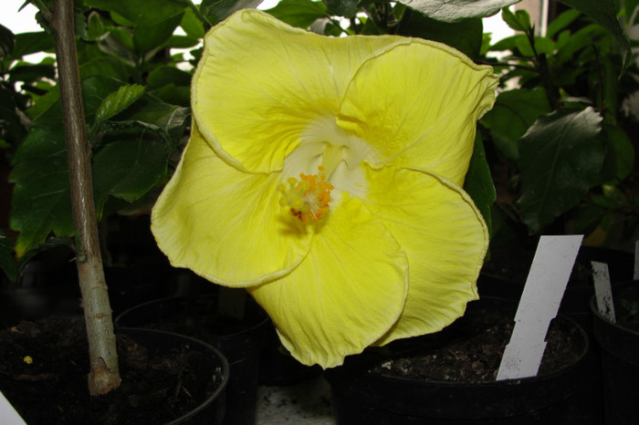 Hibiscus Lemon Chiffon