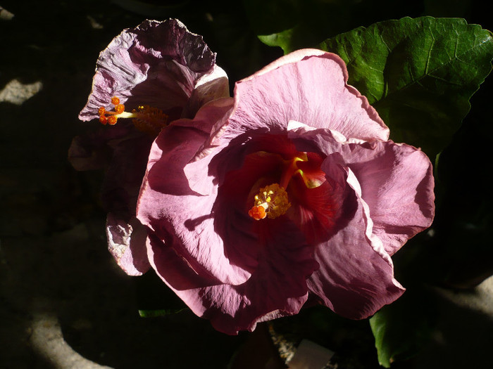 P1170199