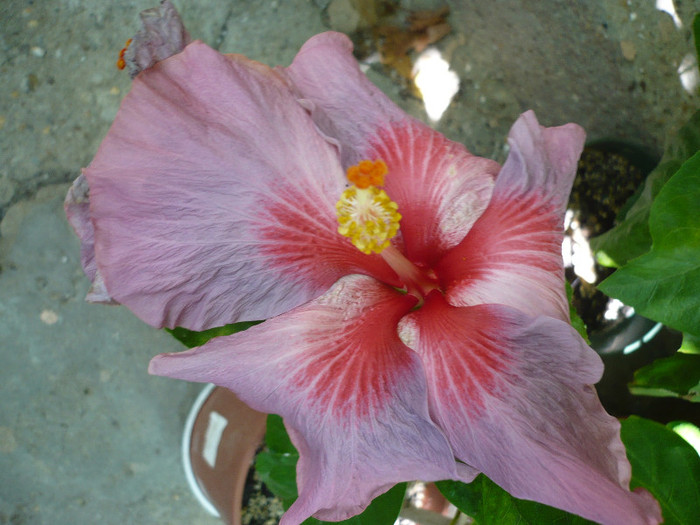 P1170203