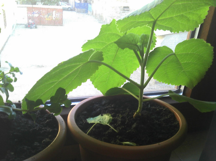 2012-08-15 18.57.02 - Paulownia