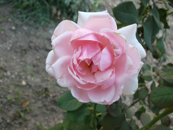 Picture 571 - Trandafiri