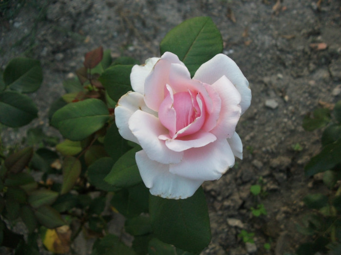 Picture 572 - Trandafiri