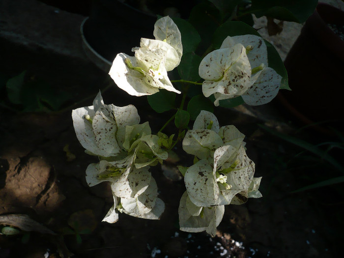 P1170195 - zzz-BOUGAINVILLEA-2012