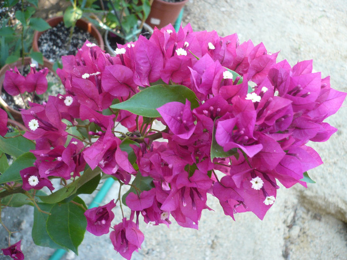 P1170197 - zzz-BOUGAINVILLEA-2012