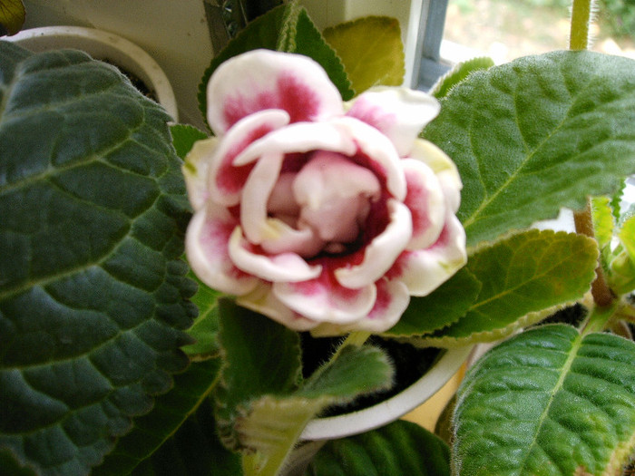 IMAG0033