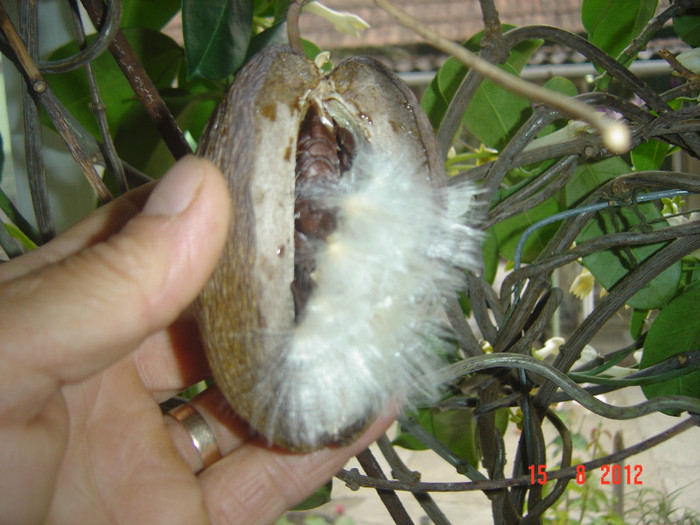 s-a desfacut singur fructul.... - 0- STEPHANOTIS