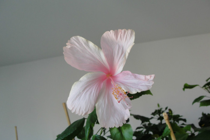 Hibiscus Pink Wings