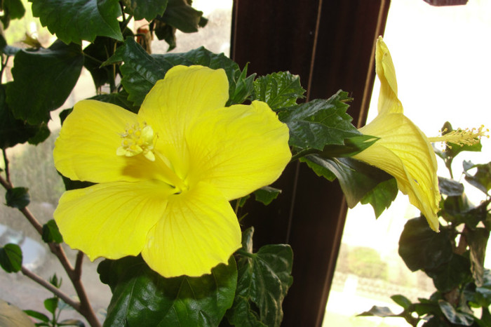 No name - B-hibiscus-2012 3