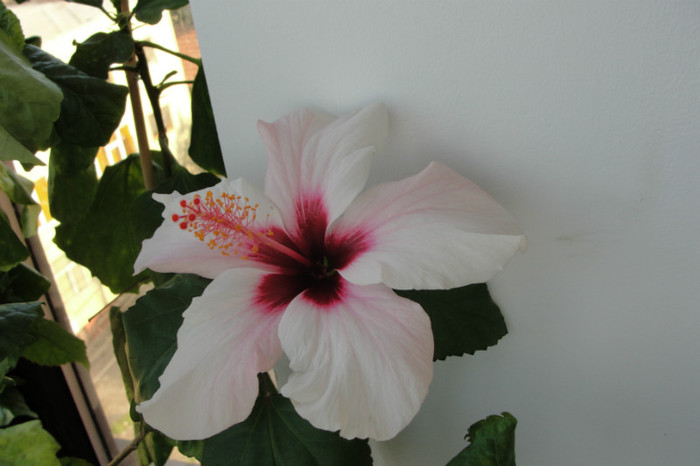 Hibiscus Natal