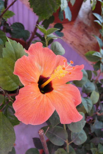  - B-hibiscus-2012 3