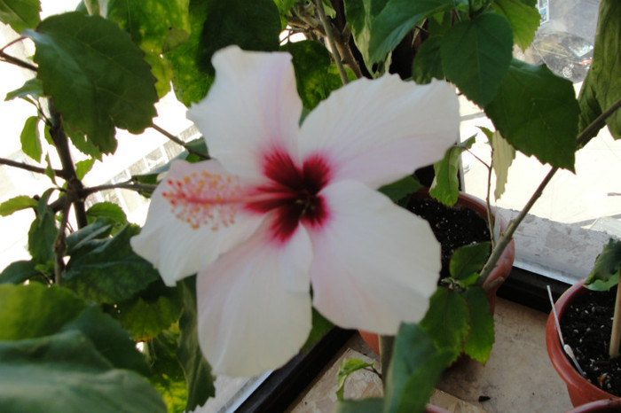hibiscus Natal - B-hibiscus-2012 3
