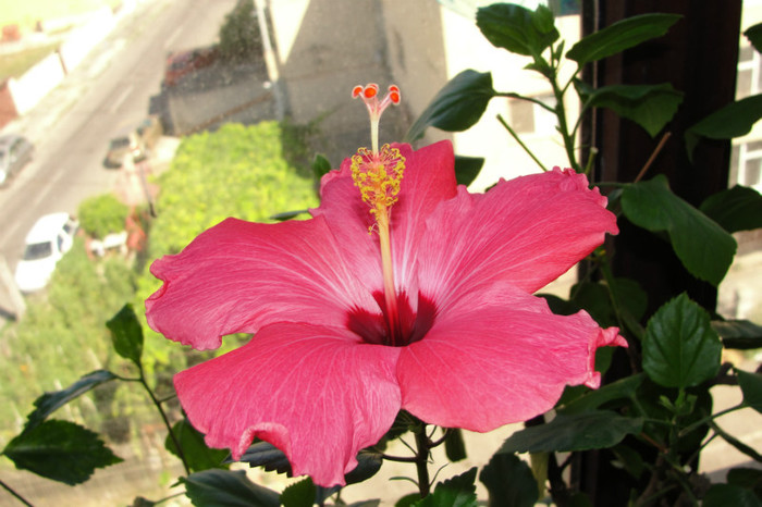 hibiscus Versicolor - B-hibiscus-2012 3