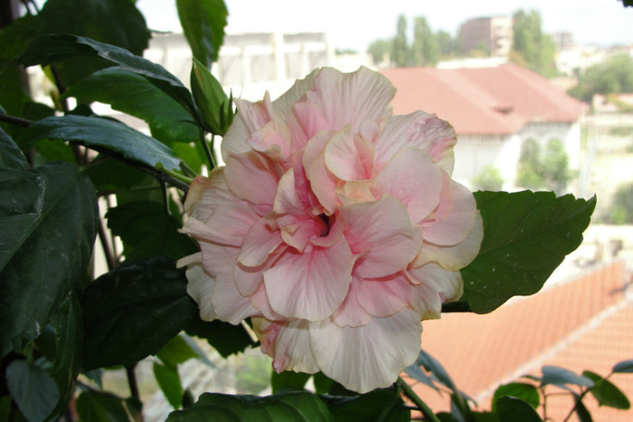 Hibiscus roz pal batut