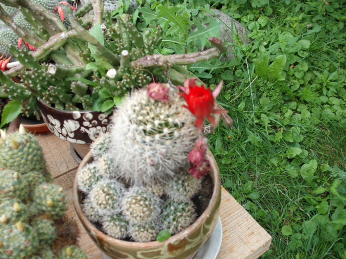 DSCF6090 - Vara 2012