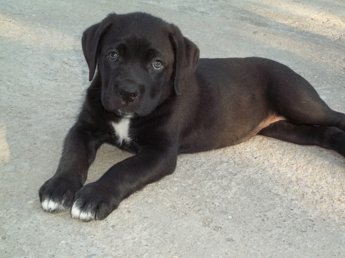 doua luni - Cane corso Lara