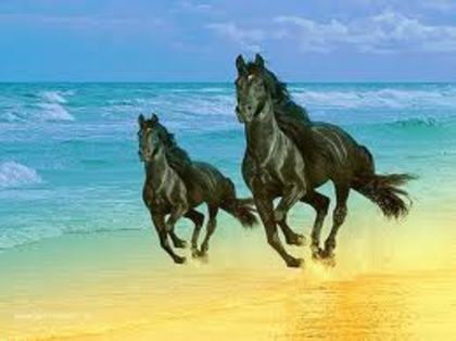 images (1) - Cei mai frumosi cai