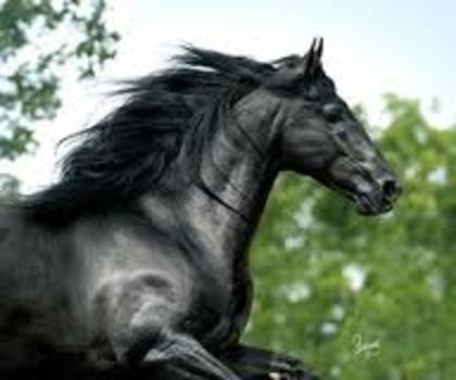 images (4) - Cei mai frumosi cai