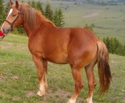 images (6) - Cei mai frumosi cai