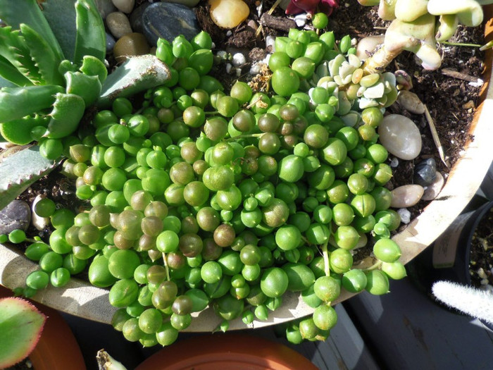 15 aug. 2012 - 2012 Cactusi Suculente