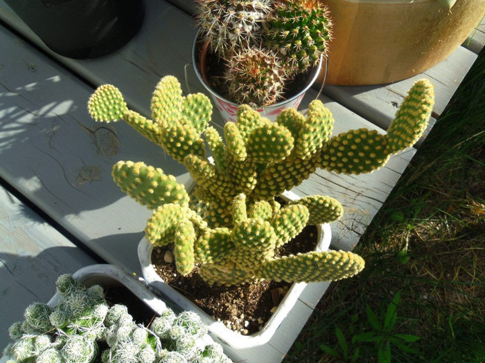 15 aug. 2012 - 2012 Cactusi Suculente