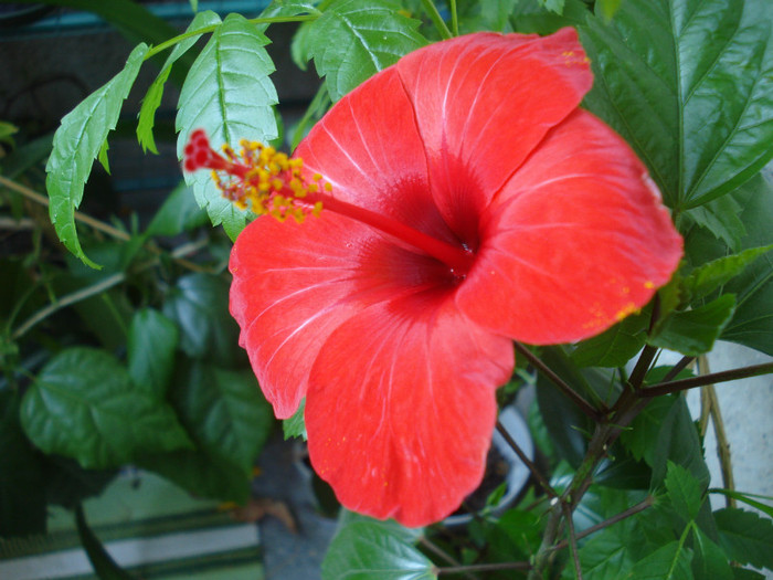 August 2012 - Hibiscus