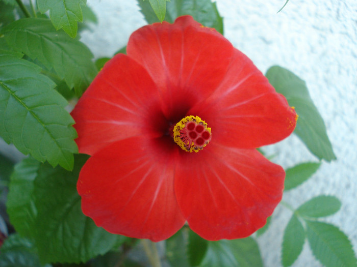 August 2012 - Hibiscus